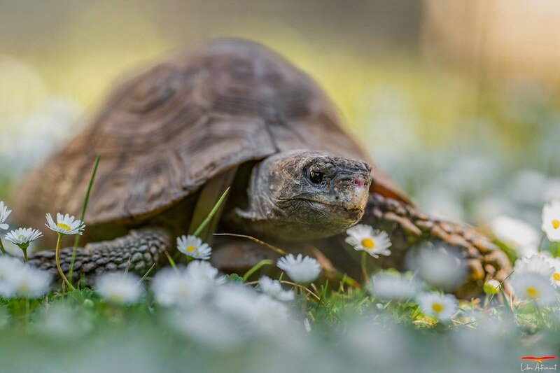 Schildkröte A Cupulatta Vero