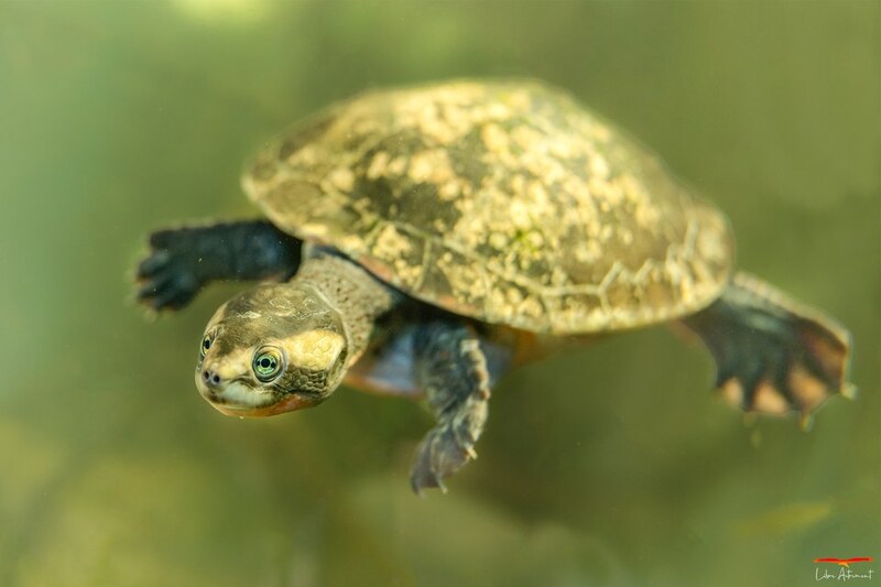 Süßwasserschildkröte A Cupulatta Vero