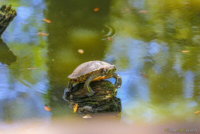 Schildkröte mit roten Schläfen