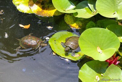 Europäische Sumpfschildkröte