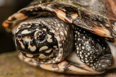 Süßwasserschildkröte - A Cupulatta Vero