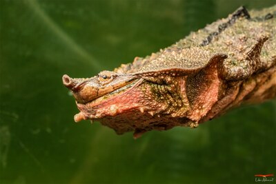 Schildkröte Matamata A Cupulatta Vero