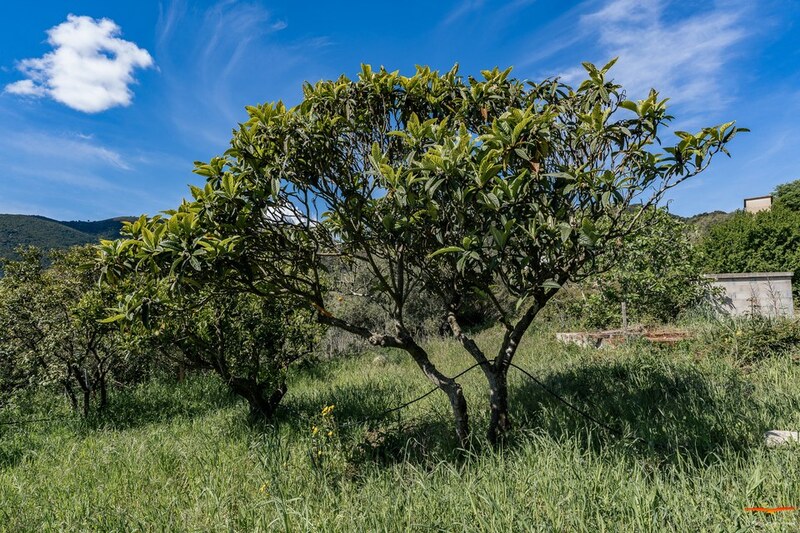 Verger maraicher les jardins listin core appietto