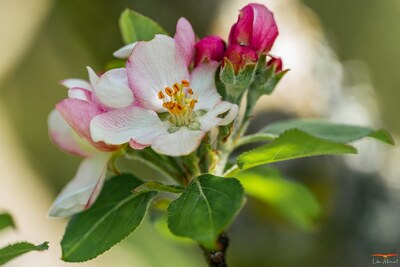 Pommier en Fleurs