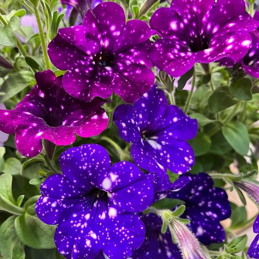 Petunia night sky fleuriste