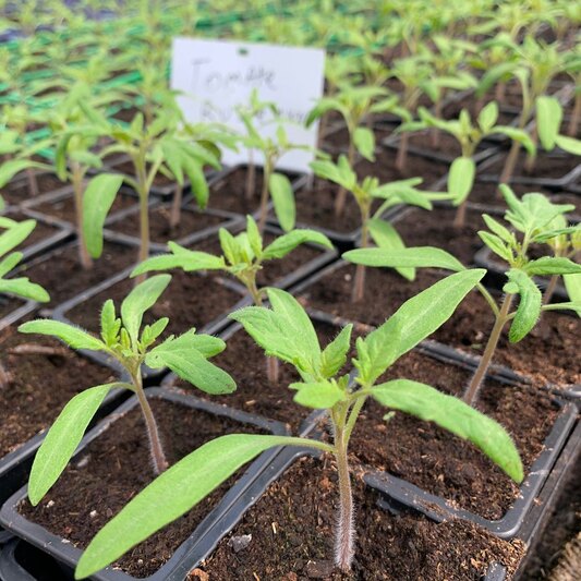 Plants de Tomates