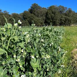 Petits Pois Bio Corses