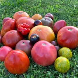 Tomates bio corses toutes variétés