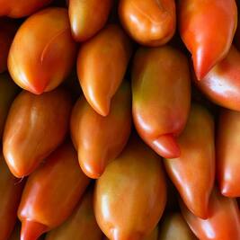 Tomates bio - Maraîcher L Ortu Di San Ghjuvà - Cauro, Corse