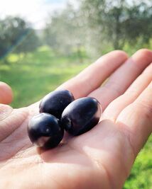 Olives Corses