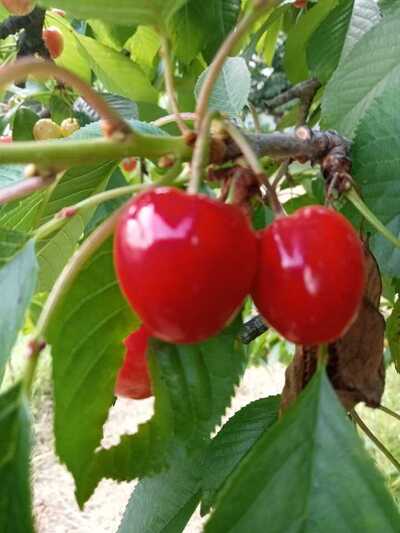 Cerises