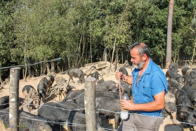 Eleveur de porcs corses