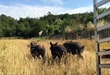 Cochons - Charcuterie Casa Serena - Cauro, Corse