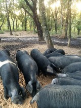 Cochons porcu nustrale - Charcuterie Casa Serena - Cauro, Corse