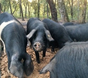 Cochons corse race porcu nustrale elevage - Casa Serena - Cauro, Corse