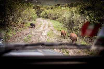 Cochons Corses