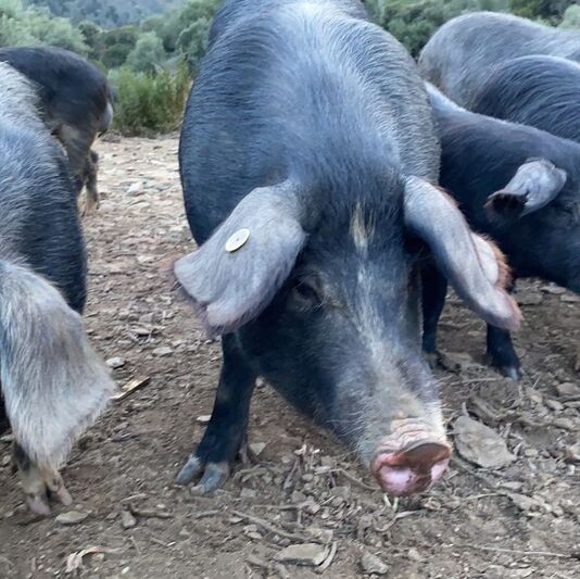 Cured pork from nebbiu santo pietro di tenda