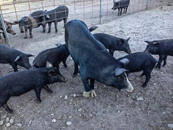 Corsican pigs, traditional charcuterie