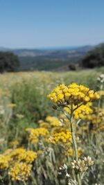 Immortelle corse