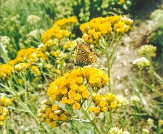 Immortelle corse