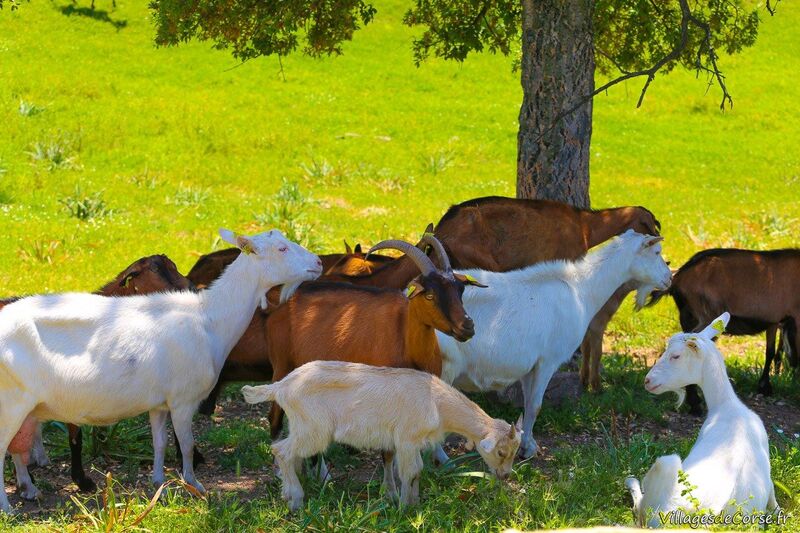 Chèvres Corses Fromagerie Capra Peri