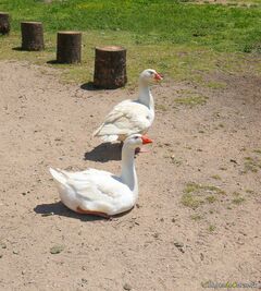 Geese from the Capra Peri cheese dairy