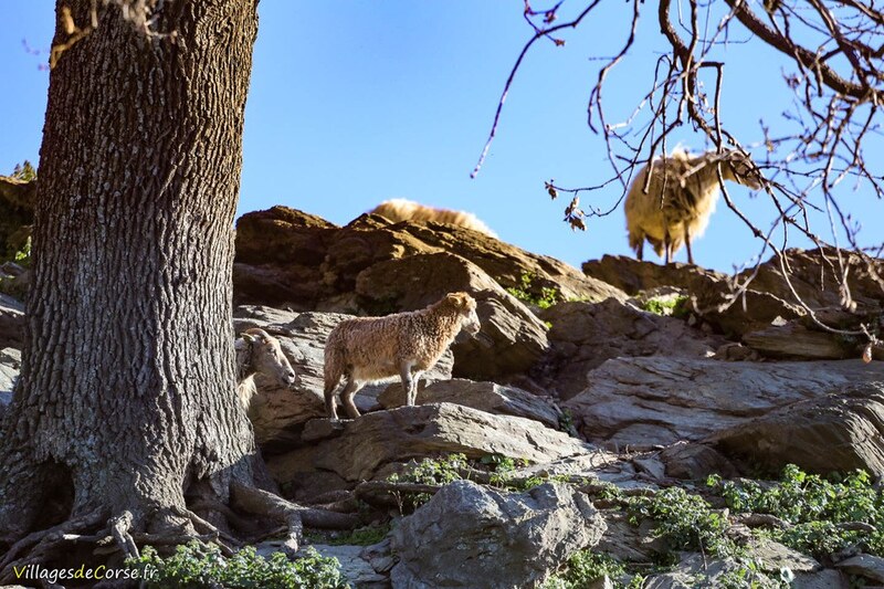 Corsican sheep Gaec Di Vallecalle