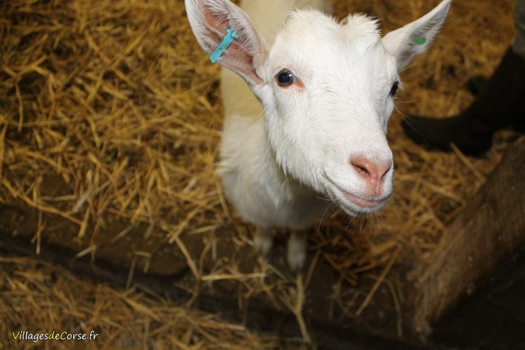 Corsican goat