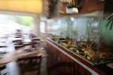 Lobster corse vivier restaurant - Au Bon Clocher - Canari, Corse
