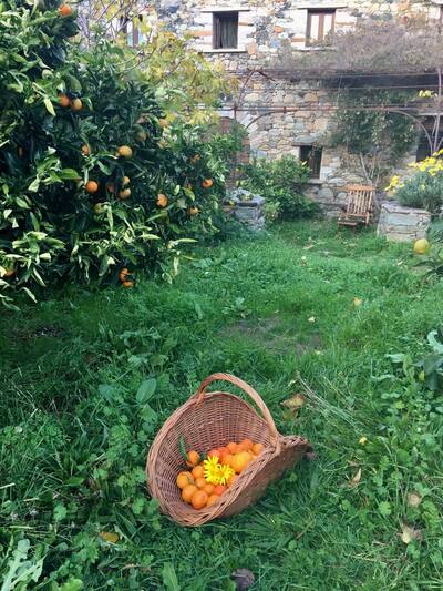 Garden citrus