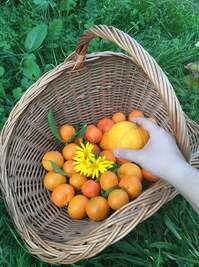 Garden citrus