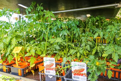 Plants de Tomates Corses