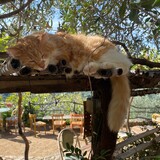 Gatto - Ristorante a Casarella - Pigna, Corsica