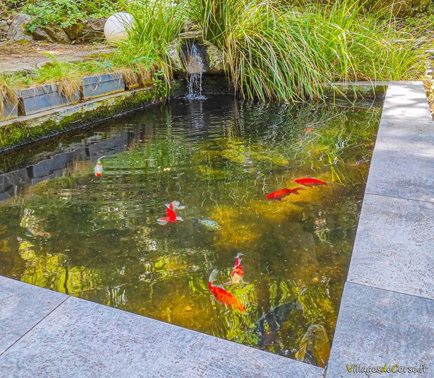 Poissons rouges