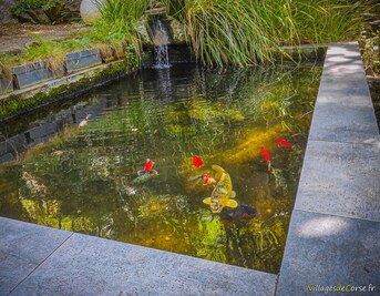 Poissons rouges