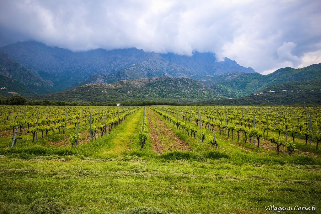 Vin Domaine Maestracci - Gastronomie - Corse