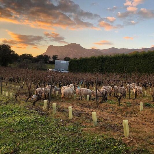 Weeding ewes vines a peraccia peri