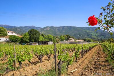 Azienda vitivinicola biologica