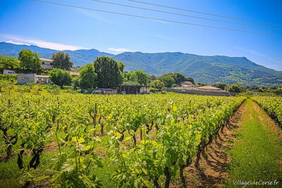 Organic Corsican wine vineyard in Peraccia Peri