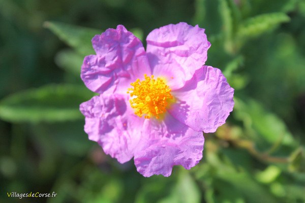 Ciste Corse à Fleurs Roses Cistus Corsicus