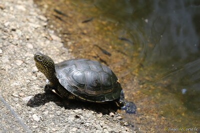 Tortue cistude d europe parc zoologique a cupulatta vero corse