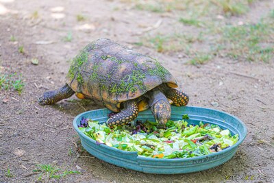 Tortue denticulee parc a cupulatta vero corse