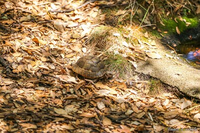 Tortue hermann a cupulatta vero corse