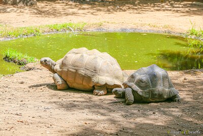 Tortues geantes des seychelles parc zoologique a cupulatta vero corse