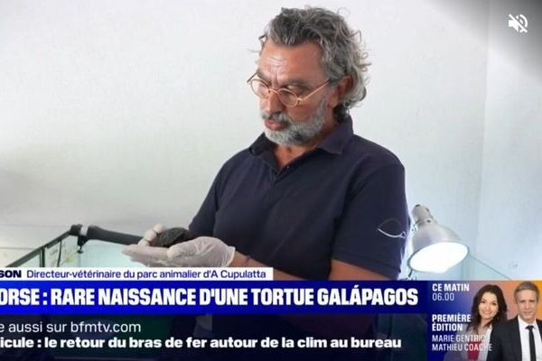 Geburt Darwin Schildkröte Galápagos in Korsika - A Cupulatta Ajaccio - Bild BFMTV