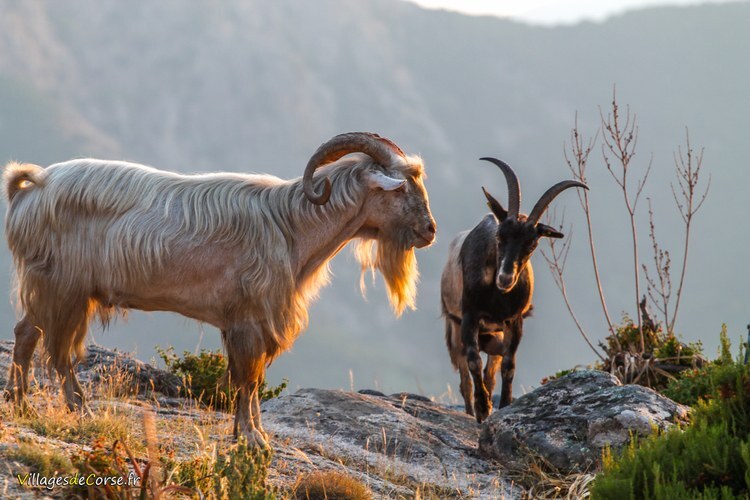 Bouc de race corse