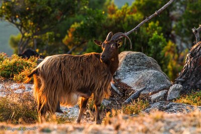 Chèvre de race corse