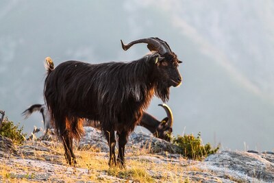 Jeune bouc