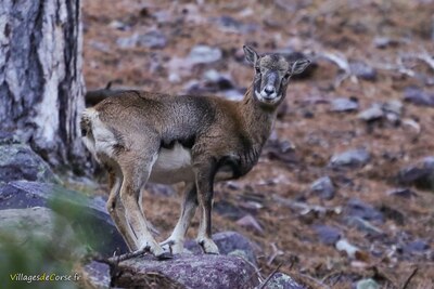 Mouflon corse