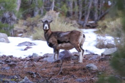 Mouflon femelle